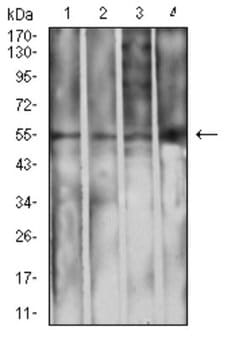 IgA Antibody (7D5F12) - BSA Free, Novus Biologicals 0.1 ml; Unconjugated:Antibodies,